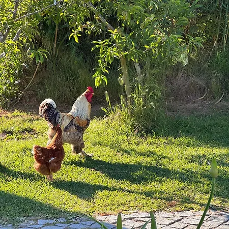 Quinta Oásis éden *